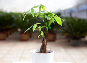 發財樹喜歡陽光嗎