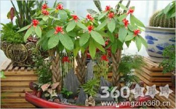 發財樹喜歡陽光嗎