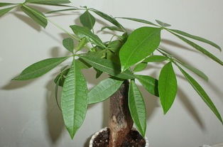 發財樹喜歡陽光嗎