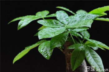 發財樹喜歡陽光嗎