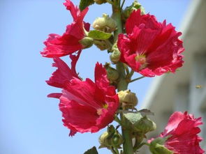 一丈紅是什么意思啊