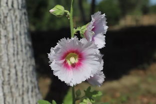 一丈紅是什么意思啊