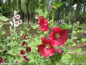 一丈紅是什么意思啊