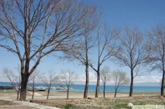 楊樹從哪里引進(jìn)的