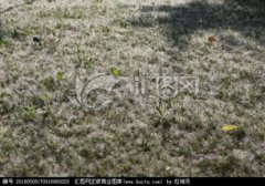 楊樹什么時候飄棉絮