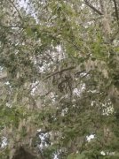 楊樹毛毛絮飄多長時間