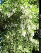 楊樹飄的花絮叫什么