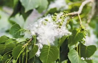 楊樹從哪里引進的