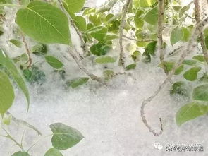 楊樹從哪里引進的