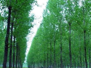 楊樹從哪里引進的