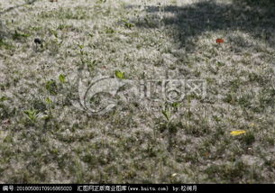 楊樹什么時候飄棉絮