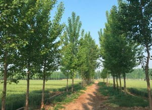 楊樹棉絮怎么回事