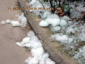 楊樹毛對人有害嗎