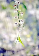 楊樹毛毛絮飄多長(zhǎng)時(shí)間