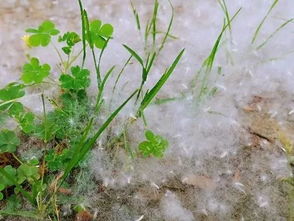 楊樹毛毛絮飄多長(zhǎng)時(shí)間