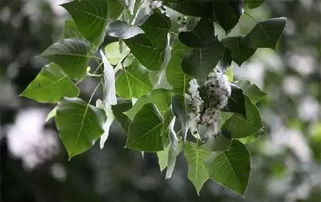 楊樹毛毛絮飄多長(zhǎng)時(shí)間