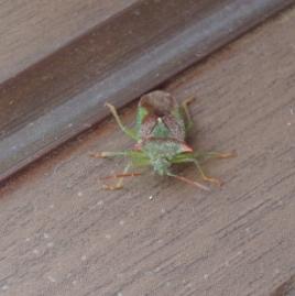 楊樹生蟲子怎么辦