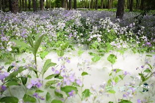 楊樹(shù)絮幾月份開(kāi)始飄