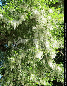 楊樹飄的花絮叫什么