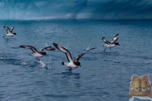 海燕象征著什么