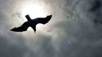 海燕象征著什么