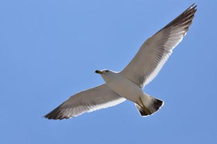 海燕象征著什么