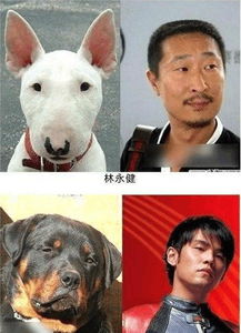 像林永健的狗什么品種