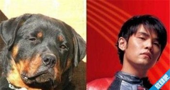 像林永健的狗什么品種