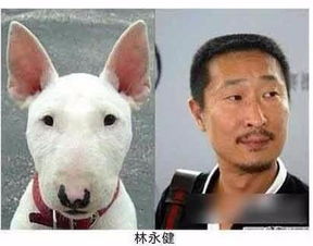 像林永健的狗什么品種