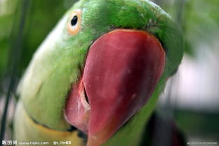 亞歷山大鸚鵡怎么驅蟲