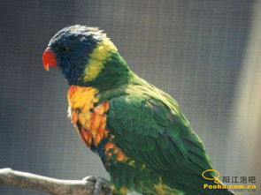 亞歷山大鸚鵡怎么驅蟲