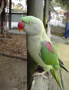 亞歷山大鸚鵡怎么驅蟲