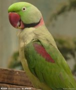 亞歷山大鸚鵡怎么驅(qū)蟲