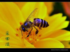 夏天黑色的小蟲蟲叫什么