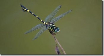 夏天的特點有哪些
