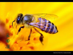 夏天黑色的小蟲蟲叫什么