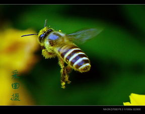 夏天黑色的小蟲蟲叫什么