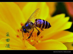 夏天黑色的小蟲蟲叫什么