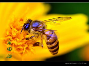 夏天黑色的小蟲蟲叫什么