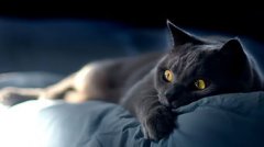 黑貓是哪個組織的