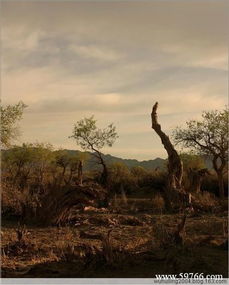 胡楊三千年指的是什么