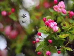 今年谷雨是什么時候