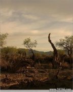 胡楊三千年指的是什么