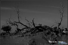 胡楊三千年精神是什么