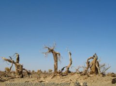 胡楊是什么意思