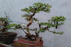 黃楊樹為什么這么貴