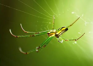 看見蜘蛛有什么征兆