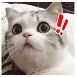 考拉海購為什么便宜