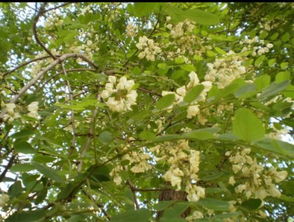 為什么楊樹(shù)會(huì)飄柳絮