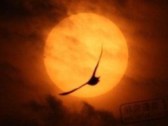 金星星座代表什么